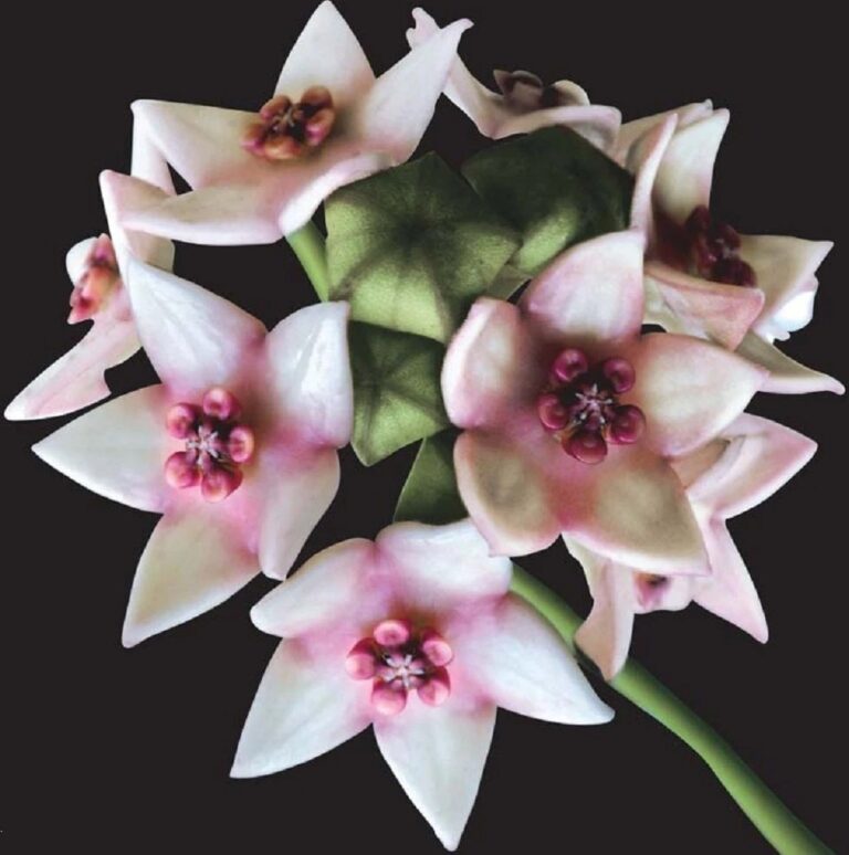 A new Hoya species discovered in Tutong, Brunei