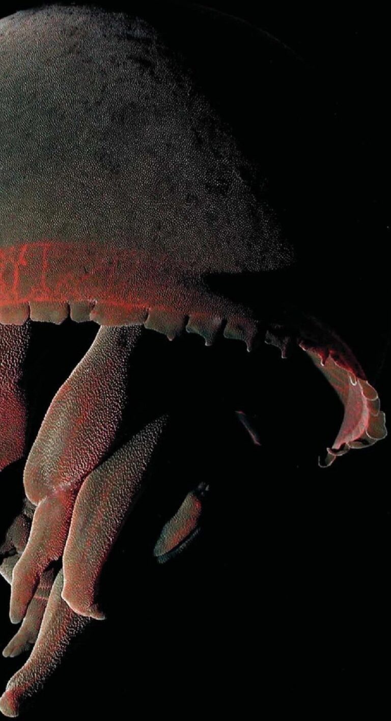 The Deep exhibition explores the ocean’s darkest depths