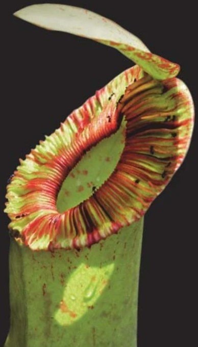 The Unique Pitcher Plant of Brunei