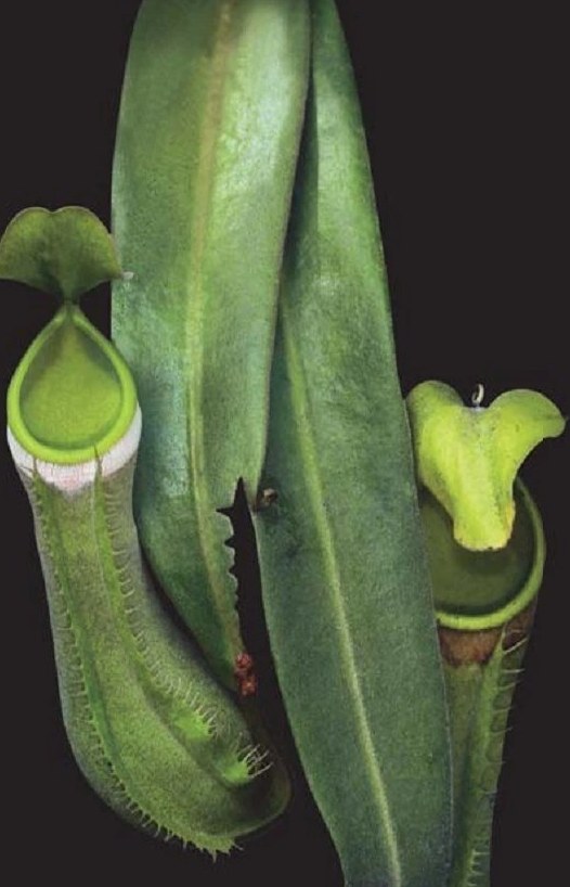 Pitcher Plants of Brunei: Their Uses and Conservation
